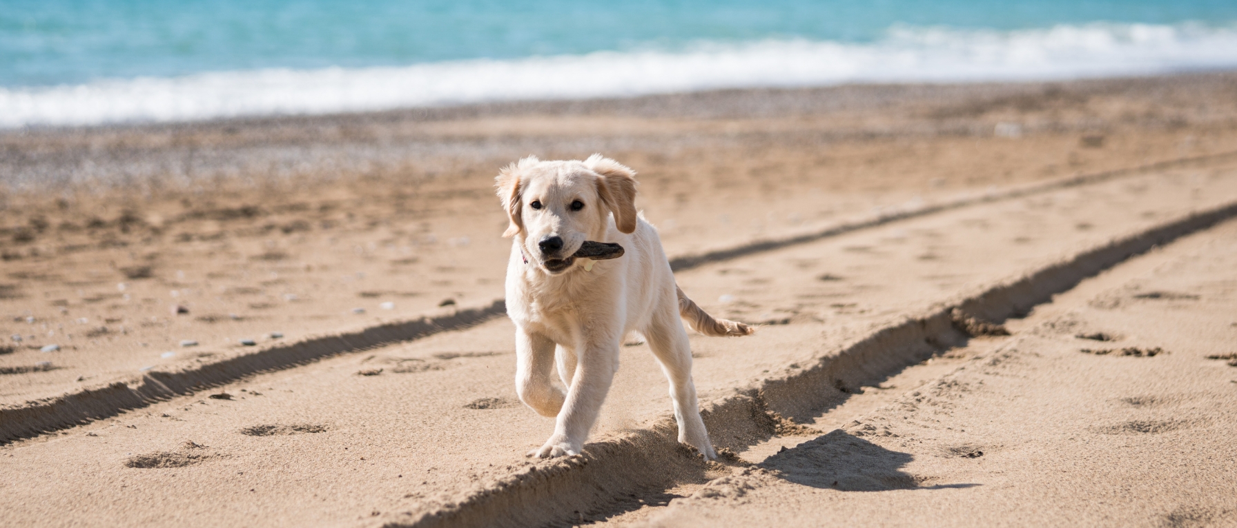 Marbella pet friendly